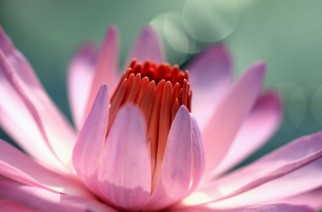 How does water lily smell? Two cosmetic from Korres of water lily flavour?