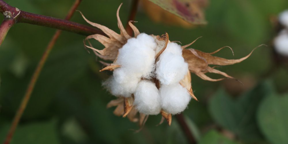 Hair care products with Cotton Seed Oil you should know