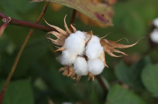 Hair care products with Cotton Seed Oil you should know